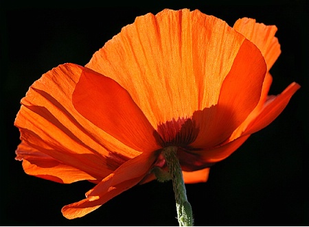 The Electric Poppy