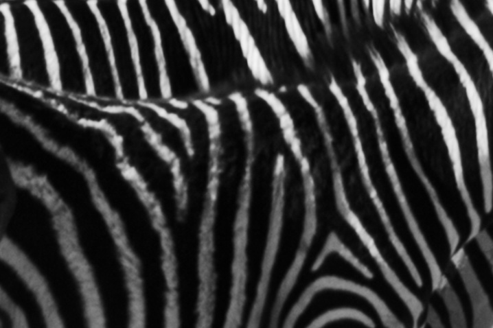 Black & White Stripes - ID: 953143 © James E. Nelson