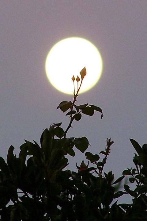 Moonflower