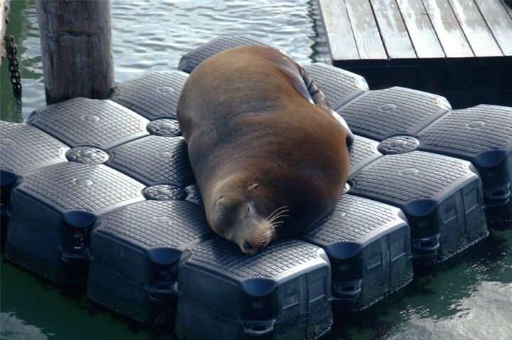 <font color = Black>Sleeping Sea Lion at Pier 39
