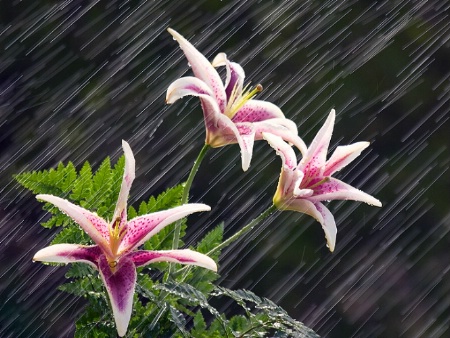 Lilies in the Rain