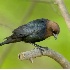 © Robert Hambley PhotoID # 953764: Brown Headed Cowbird