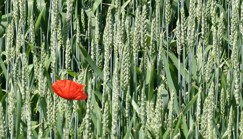 Wheat Green Red