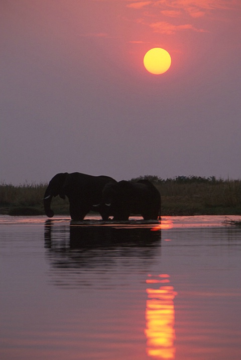 Elephants-Botswana