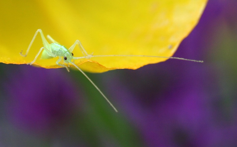  Baby grasshopper