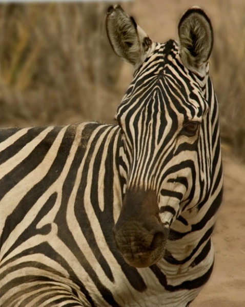 Resting Zebra - ID: 954747 © James E. Nelson