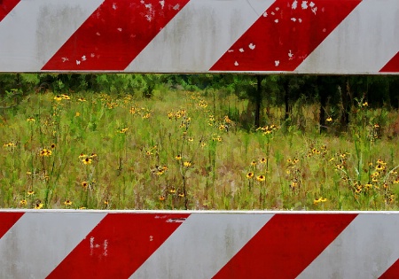 DANGER Wildflowers Ahead