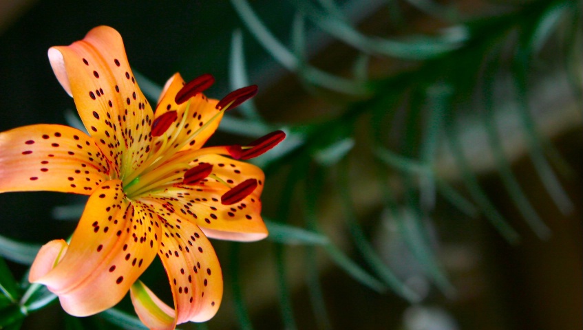 Luminous Lily