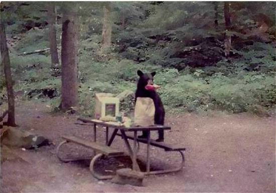 Lunch time in the Smoky Mountains