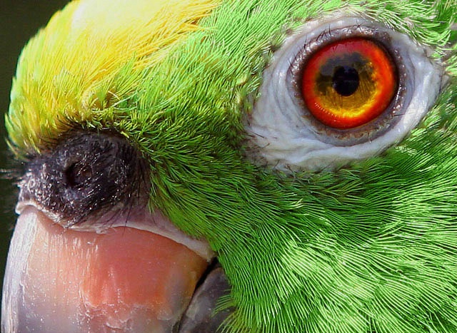 Yellow Crown Amazon Parrot