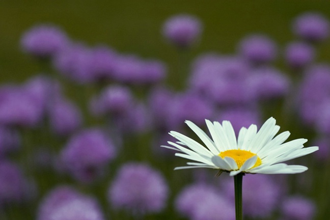 Daisy & Chives II