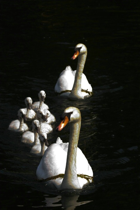 Black & White Swans - ID: 958905 © James E. Nelson
