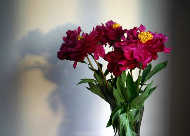 Evening shaded peonies - ID: 959188 © Liandra Barry 