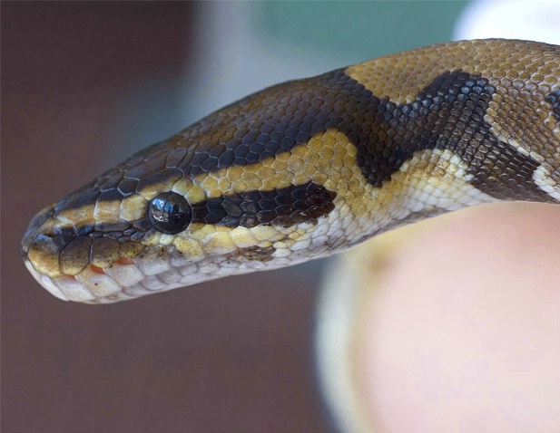 Ball Python - ID: 959536 © Richard S. Young