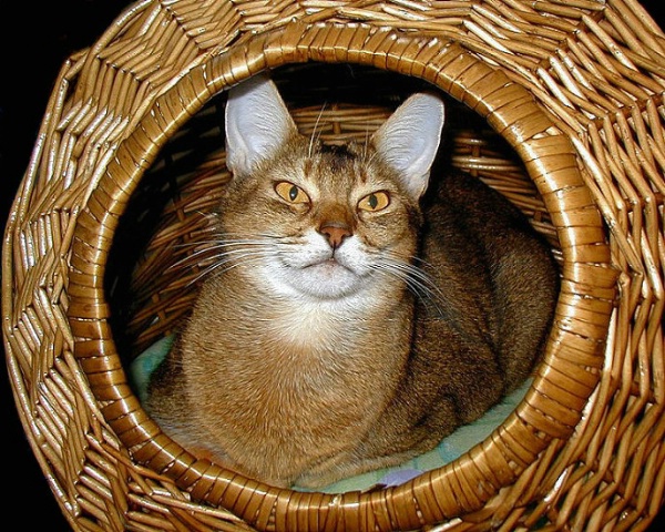 Foxy Cat In Basket