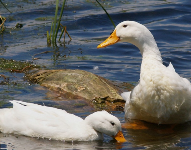 One Happy Duck