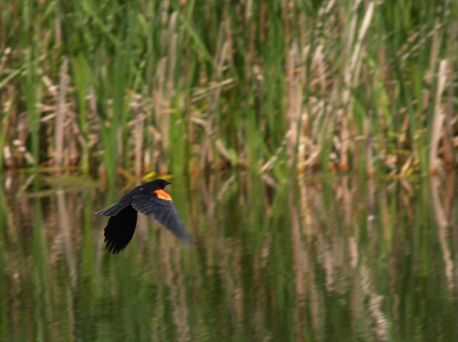 Redwing Blackbird