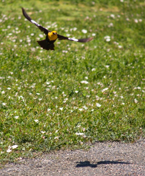 Yellow Headed Blackbird