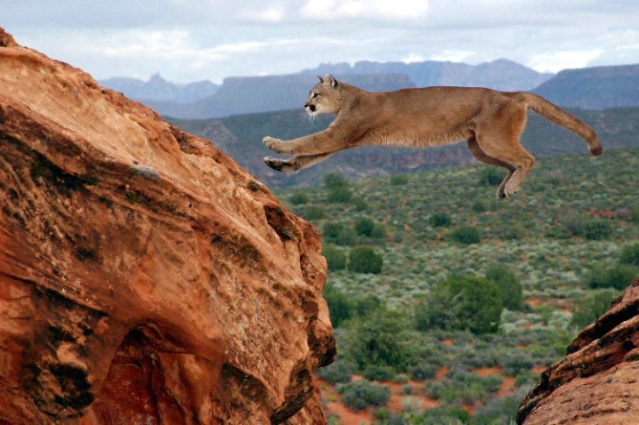 Jumping Cougar    (122B)