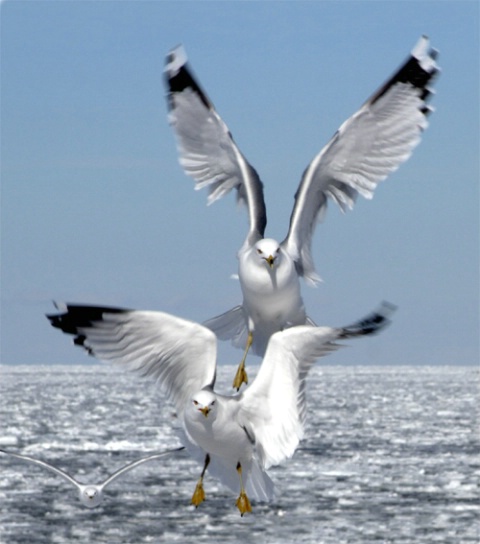 Gulls Coming In For A Landing