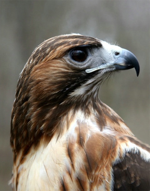 Redtailed Hawk