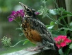 Baby Robin