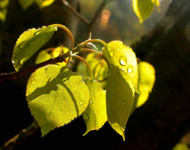 Leaves and Light