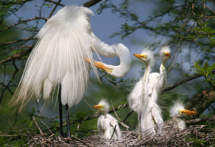 Egret Family with quads