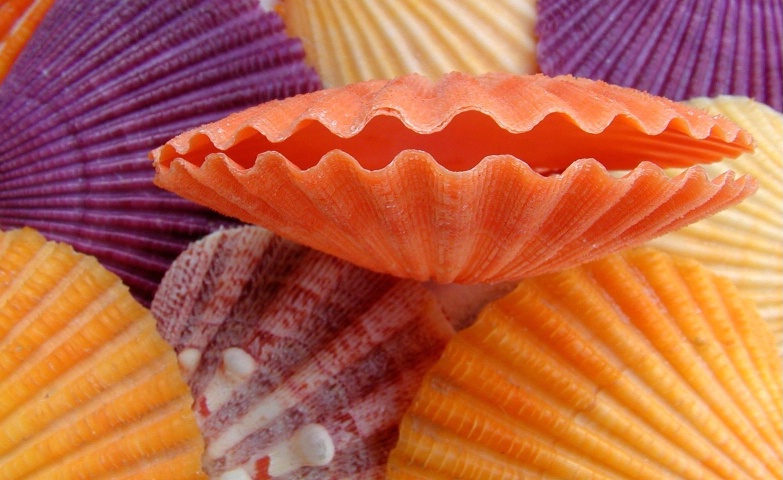 Colorful Shells