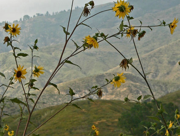 Mountains with Sunflowers - #428