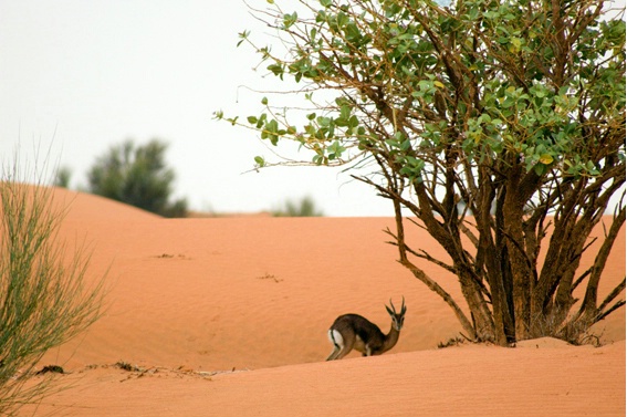 gazelle in Dubai