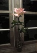 A Rose Abstractio...