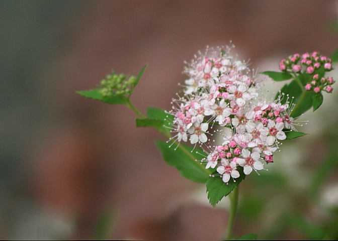 Pink & White 