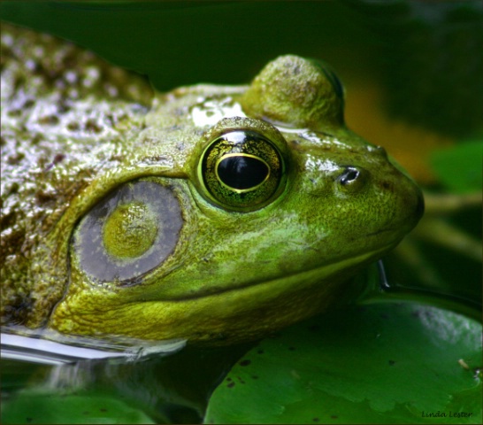 Green and Up Close!