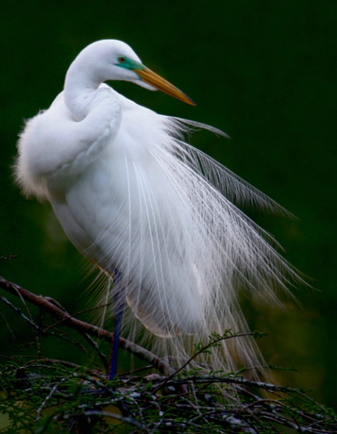 Backlit Egret with mating plumage