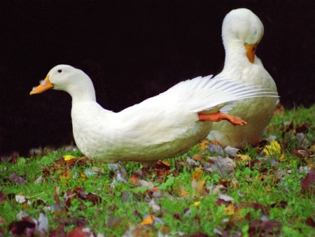 Ballerina Ducks 