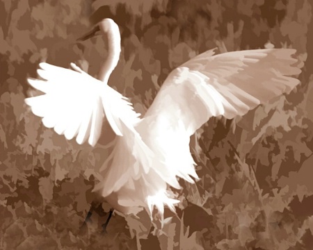 Egret in Wonderland