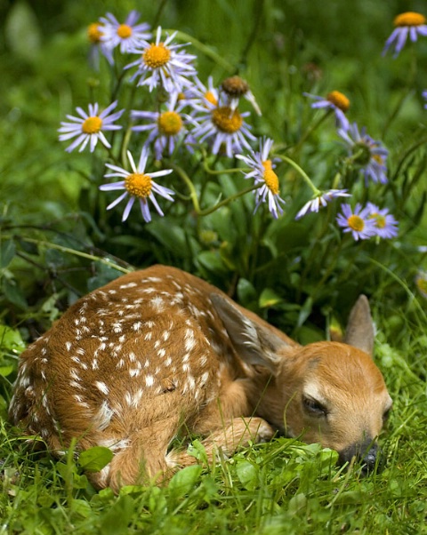 Fawn at rest
