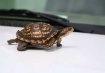 Real Turtle Wax?