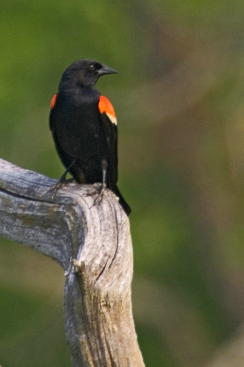 Red-winged Blackbird-Cuyahoga Valley National Park - ID: 964736 © James E. Nelson