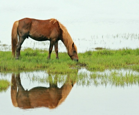 Assateague Wild Ponie