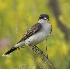 © Robert Hambley PhotoID # 965474: Eastern Kingbird