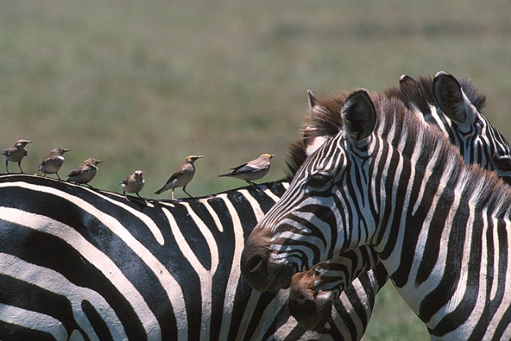 Zebra-Tanzania
