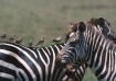 Zebra-Tanzania