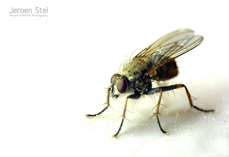 Black HouseFly