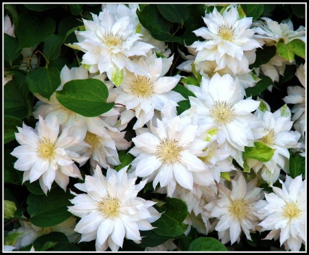 White Clematis.