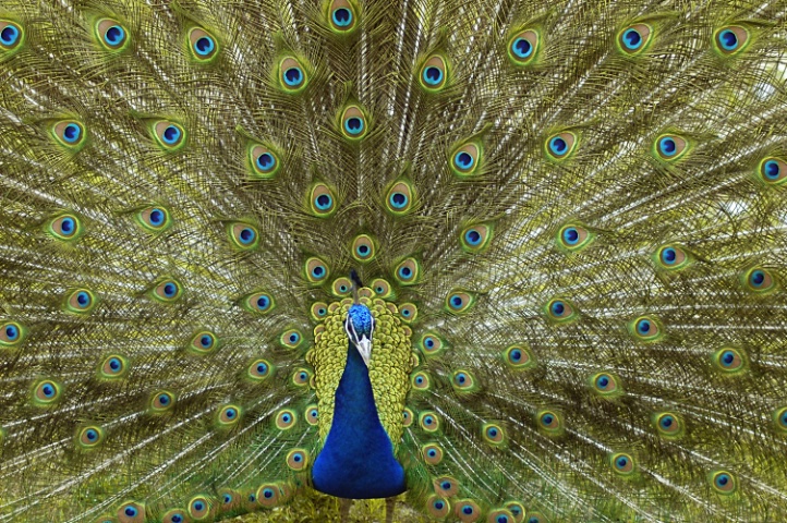 BEAUTY OF A PEACOCK