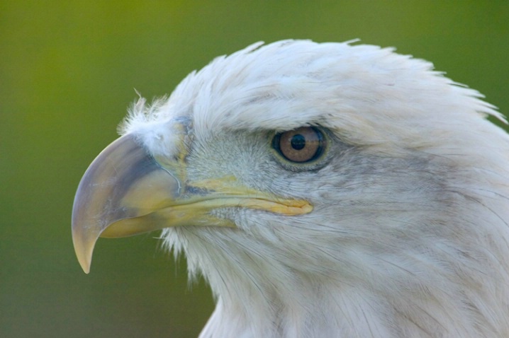 Bald Eagle - ID: 966895 © Robert Hambley