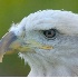 © Robert Hambley PhotoID # 966895: Bald Eagle