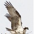 © Robert Hambley PhotoID # 966937: Osprey